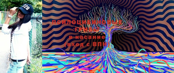 шишки Белоозёрский